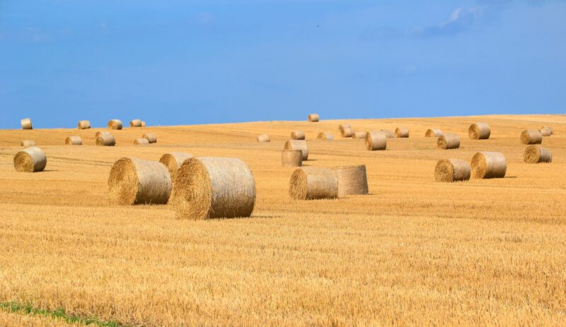 Hình ảnh cánh đồng lúa mì và cuộn rơm mùa hè