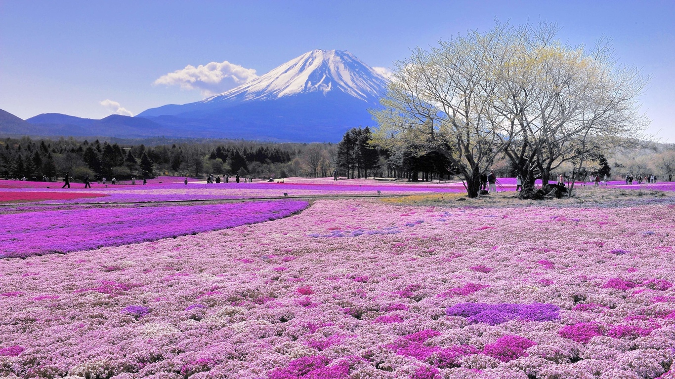 Mùa xuân đẹp như tranh khắp nước Nhật  Phụ Nữ Thế Hệ Mới