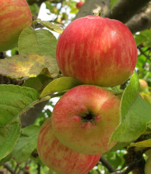Hình ảnh quả táo trên cây