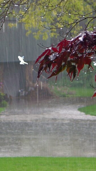 Hình ảnh mùa hè và mưa như trút nước