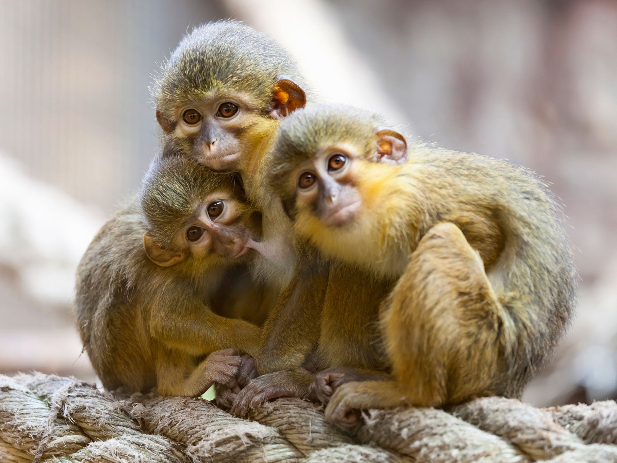 Con khỉ con đáng yêu luôn là điều mà chúng ta không thể bỏ qua. Xem những hình ảnh này sẽ khiến bạn muốn nắm tay và ôm chặt chúng ngay lập tức.