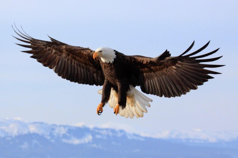 Bild von Adlern, die ihre Flügel ausbreiten, um zu fliegen