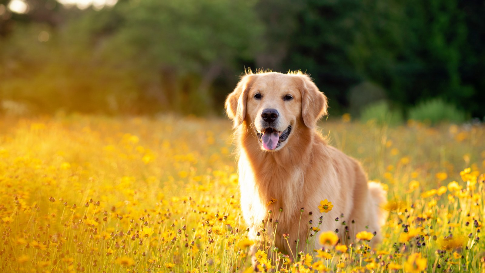 Thưởng thức bức ảnh chó Golden lung linh trong ánh nắng mặt trời khiến bạn muốn ôm chú chó và choàng trên đầu những chiếc lông vàng óng ánh.