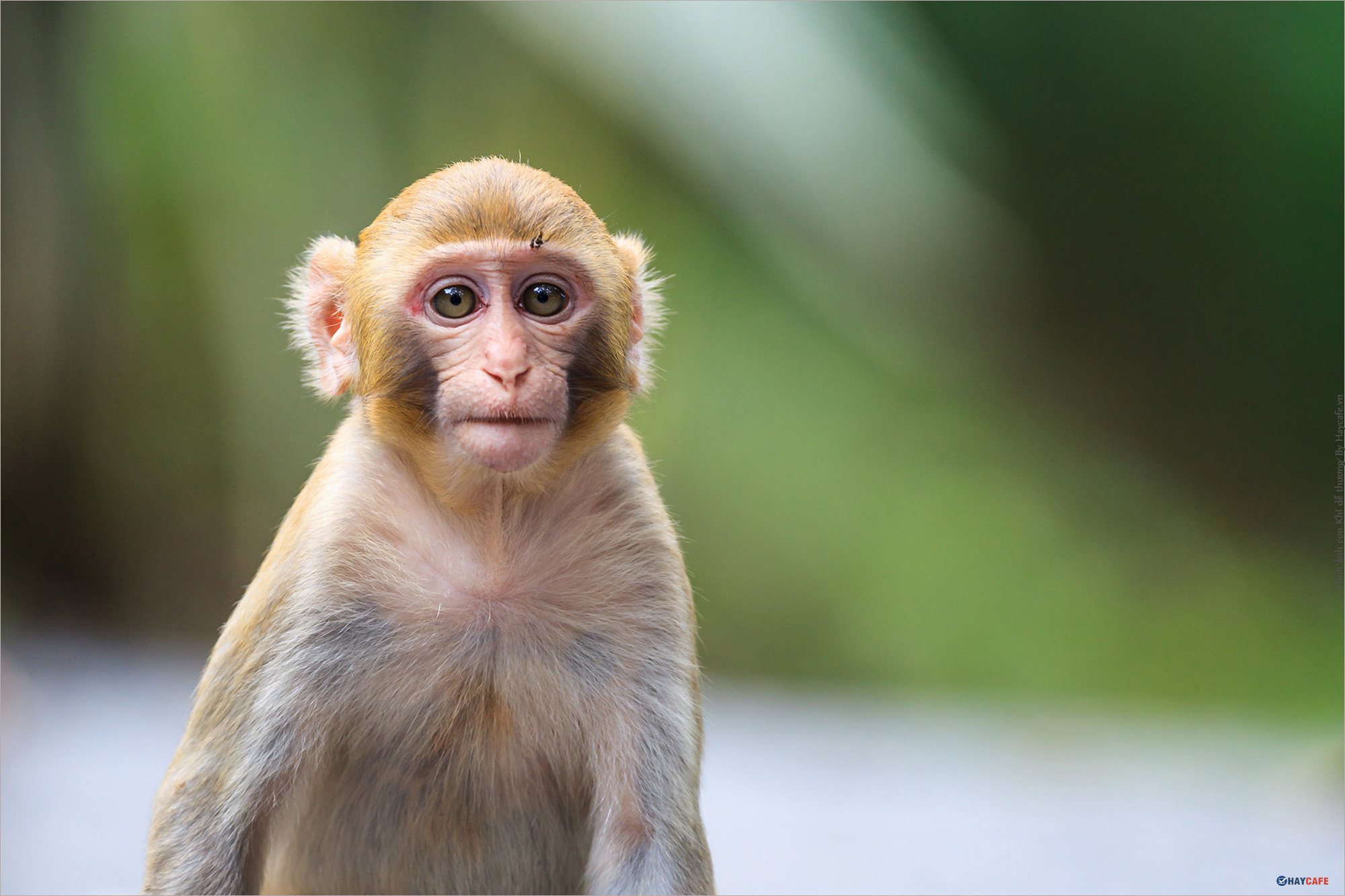 Hình nền khỉ con đẹp đáng yêu cho máy tính  QuanTriMangcom