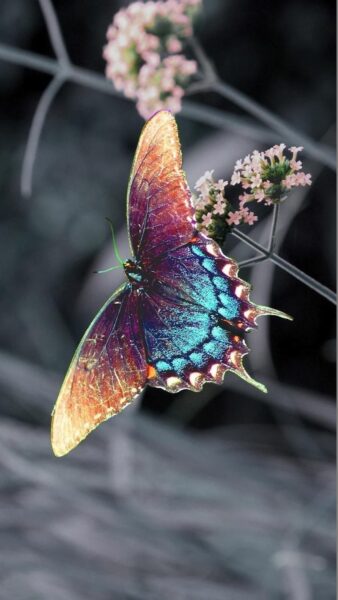 Hình ảnh bướm đẹp ấn tượng