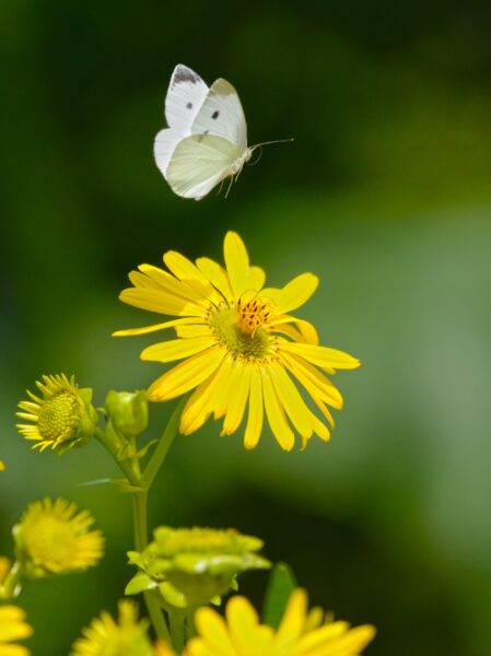 Hình minh họa một con bướm xinh đẹp bay trên một bông hoa màu vàng