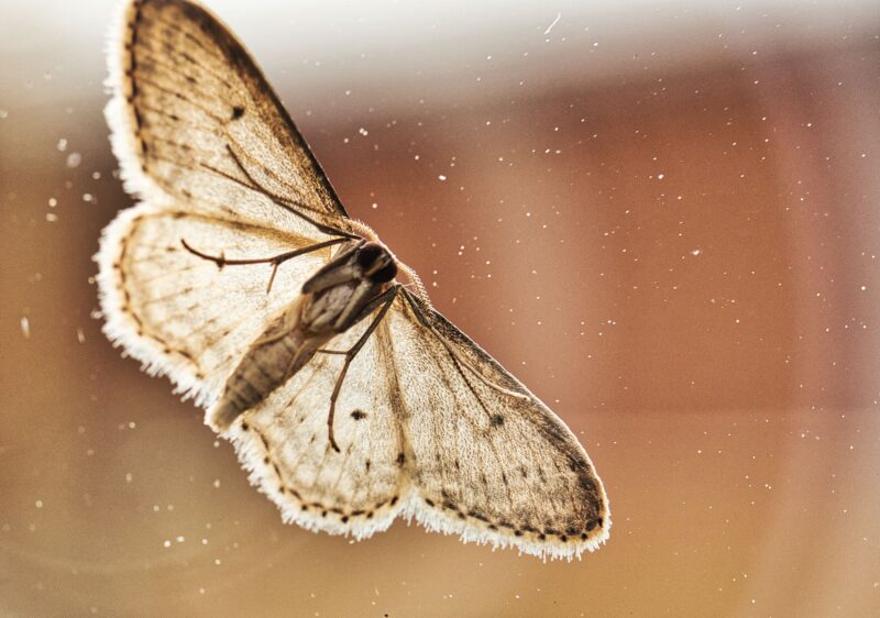 Hình ảnh con bướm đẹp trên kính