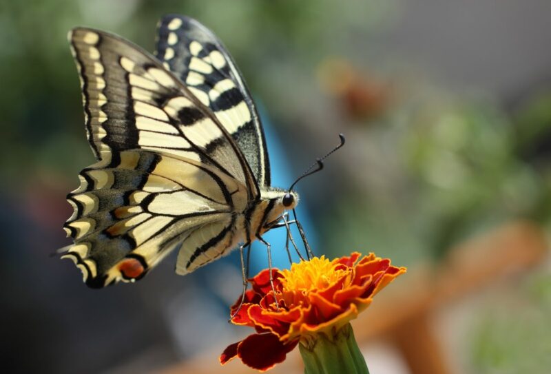 những hình ảnh con bướm đẹp nhất