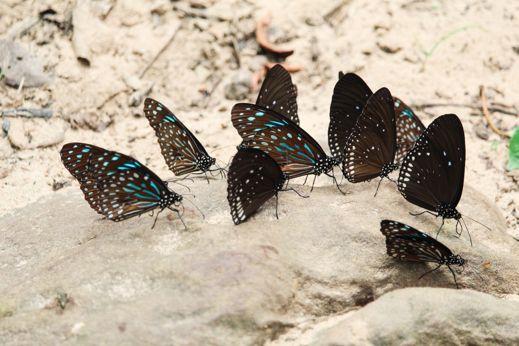 Những hình ảnh con bướm đẹp nhất, lung linh sắc màu