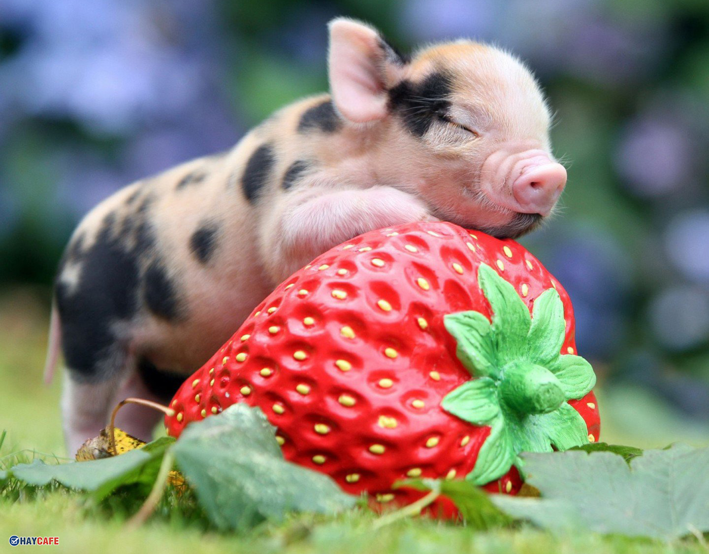 Tải hình ảnh con Lợn mập, dễ thương, đáng yêu nhất