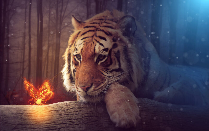 Hình ảnh hổ 3d mang sức mạnh của lửa thiêng cực ấn tượng Обои с животными Цифровое искусство Абстрактное