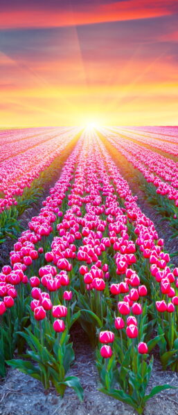 Hình ảnh thiên nhiên tươi đẹp hoa tulip