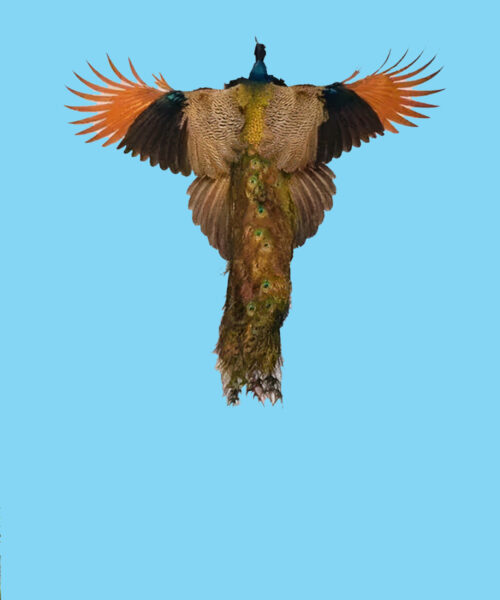 Hình nền chim Công tuyệt đẹp
