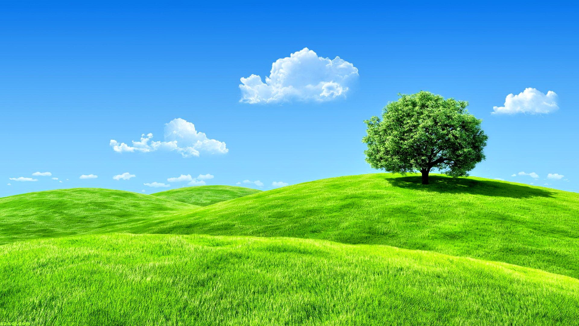 25 hình ảnh cỏ ba lá đẹp nhất thế giới full HD  Hình nền Hình ảnh Hình