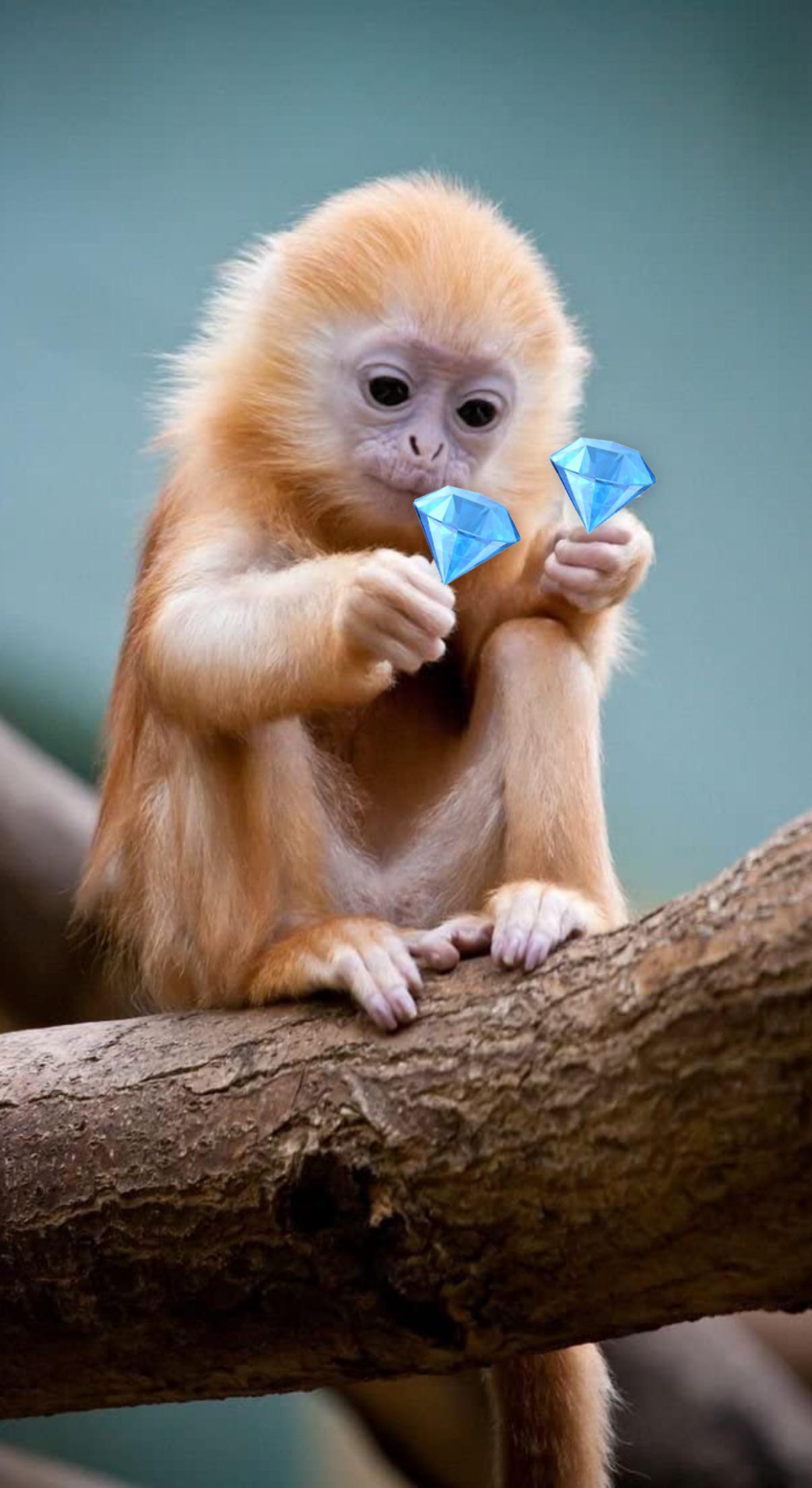 Tổng hợp hình ảnh con khỉ đẹp đáng yêu hợp phong thủy