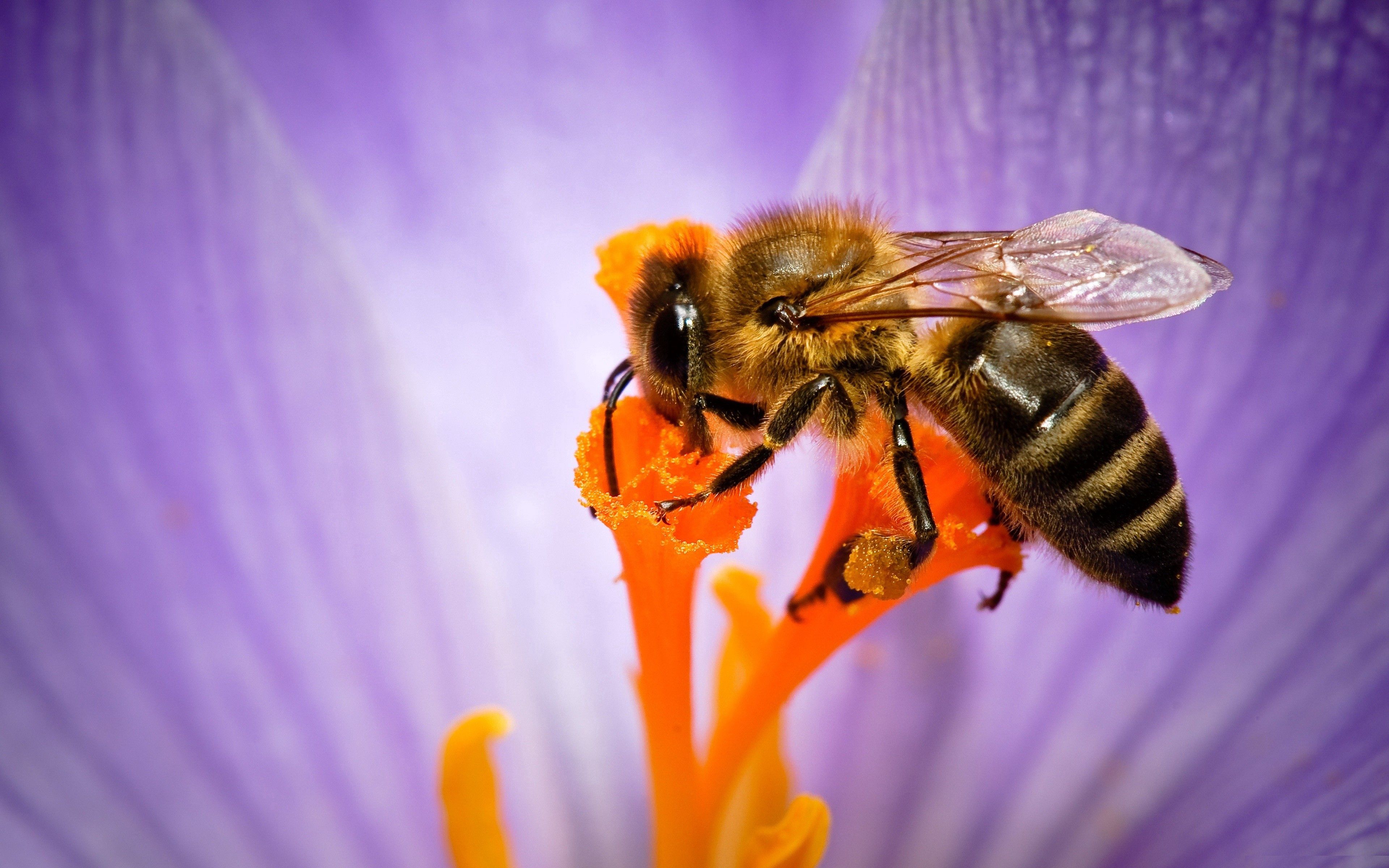 Ong đất đốt phải làm sao Có nguy hiểm không Cách phá tổ ong an toàn