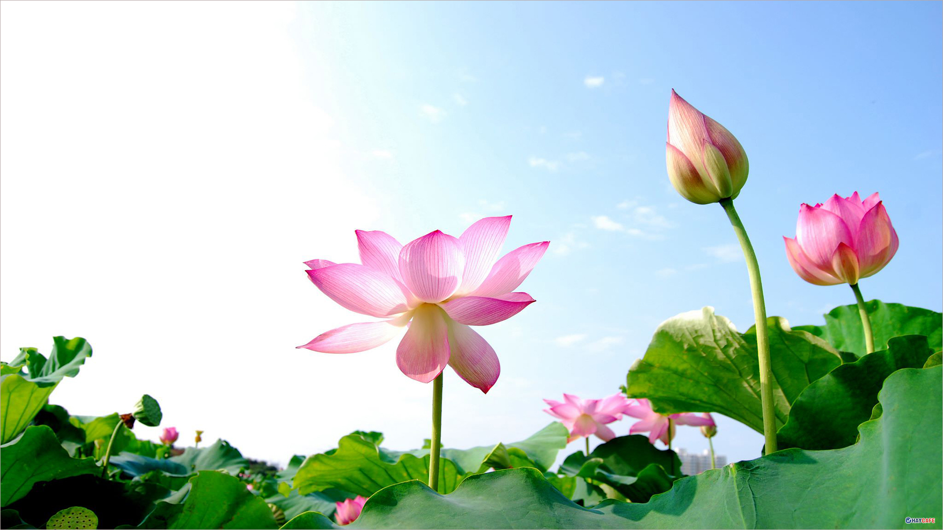 Hình ảnh nền hoa Sen đẹp, chất lượng cao - Trường THPT Vĩnh Thắng