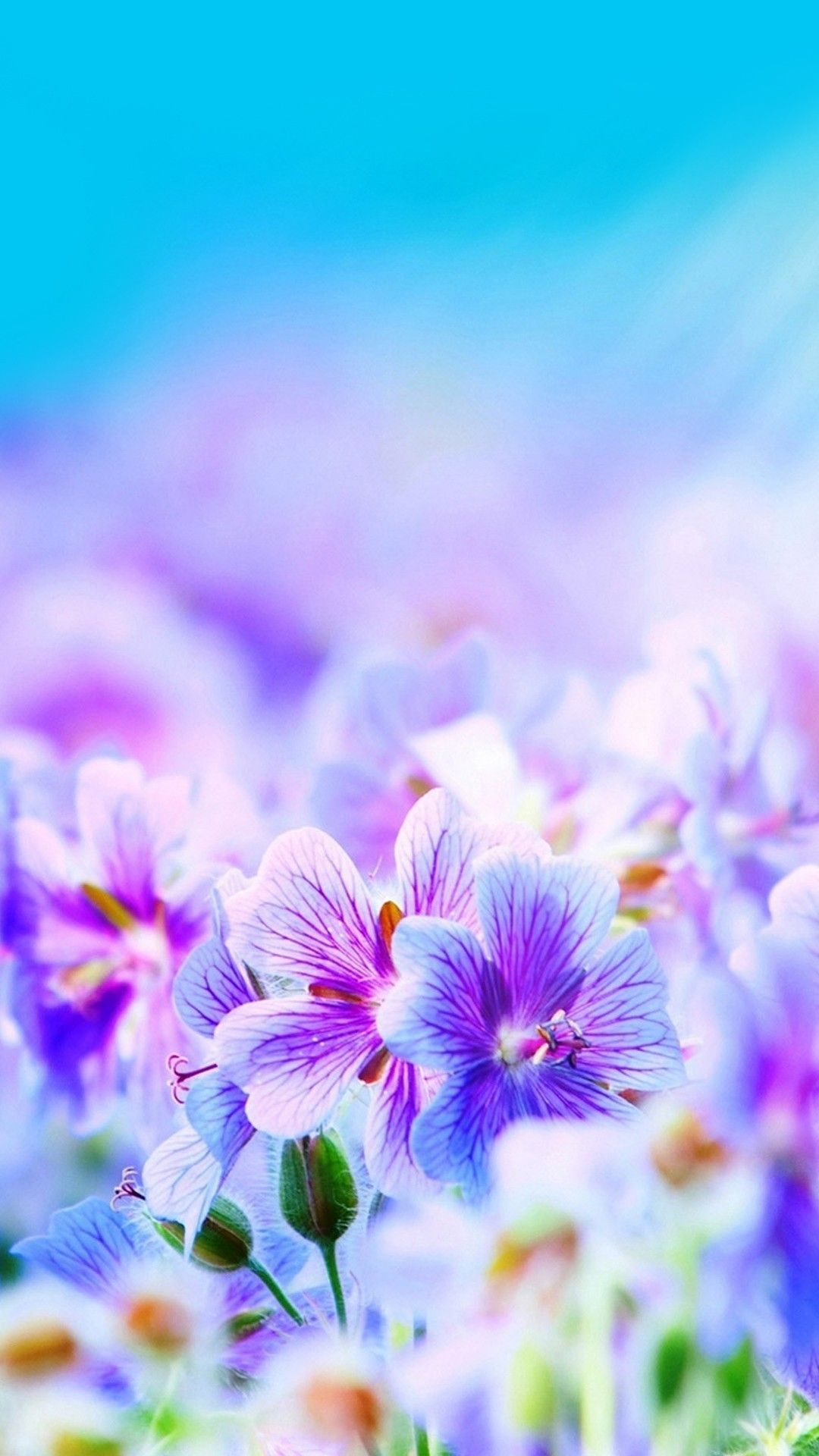 Top 24 Hình Nền Các Loài Hoa Đẹp Nhất  Nhiều Màu Sắc  Hoa đẹp Loài hoa  kỳ lạ Màu sắc