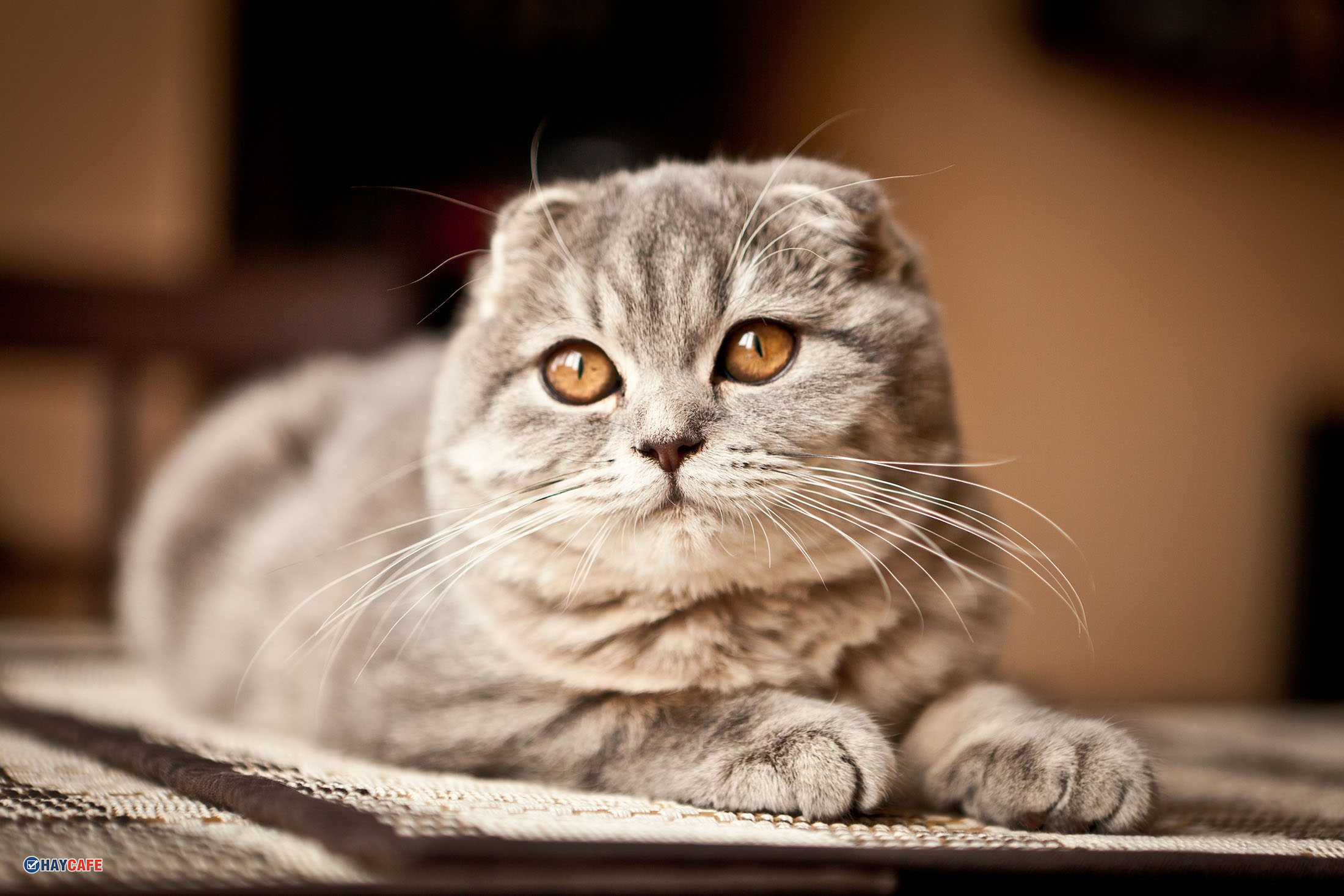 Avatar mèo con đẹp dễ thương nhất  Ảnh ý nghĩa Blog