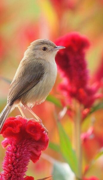 Tải 25 hình ảnh các loài chim đẹp nhất thế giới Hà Nội Spirit Of Place