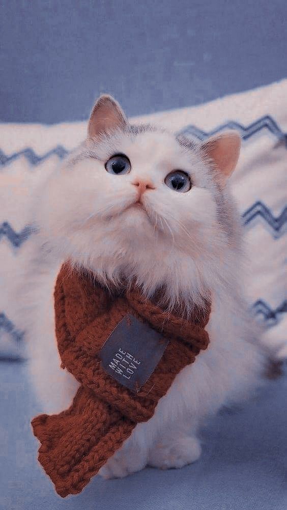 Hình Ảnh Mèo Ff Cute Hài Hước Cười Nổ Đom Đóm Mắt