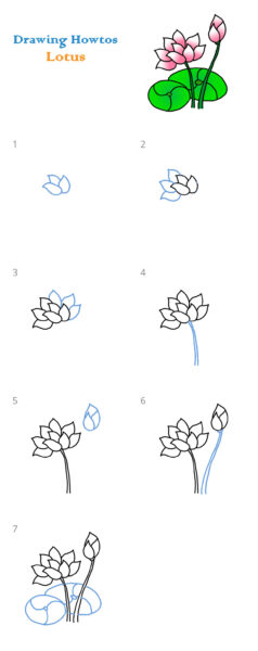 Cách vẽ hoa sen đơn giản và giản dị chỉ với 7 bước