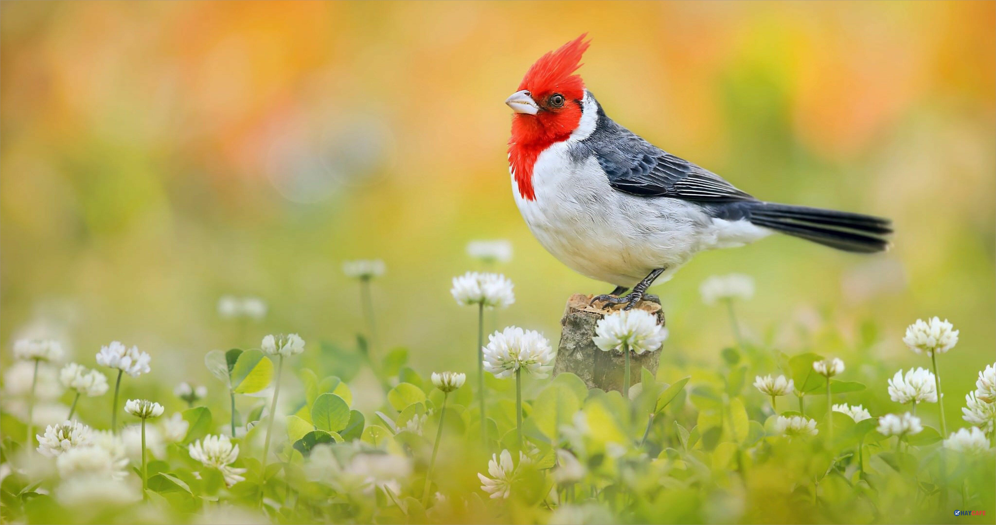 Top 50 Hình ảnh chim đẹp nhất thế giới nhìn là mê Trường Ngoại Ngữ Tin Học Quốc Tế TÂN VIỆT MỸ