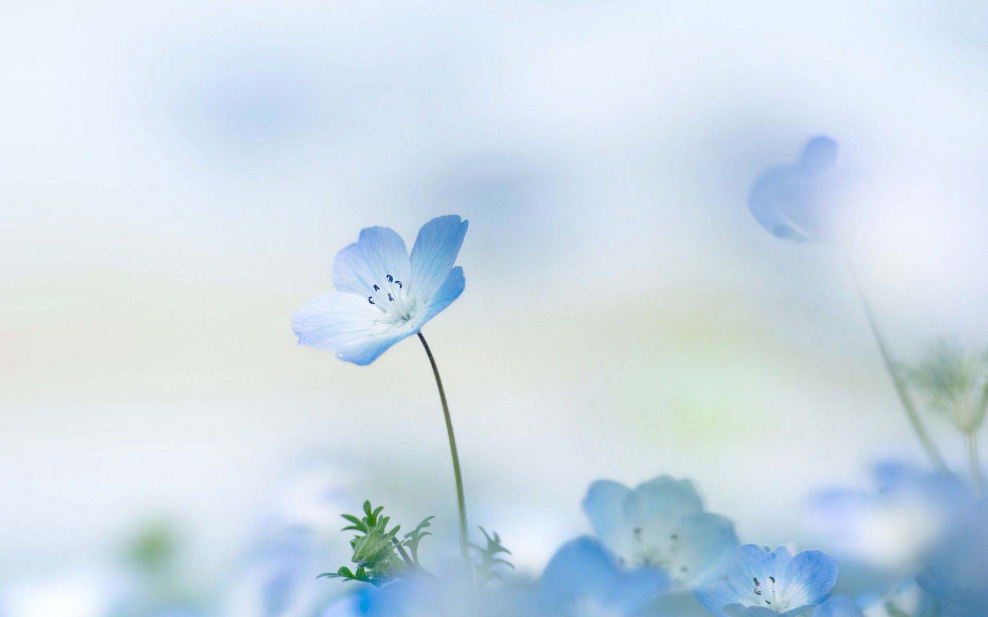 Top hơn 60 về hình nền hoa màu xanh  cdgdbentreeduvn