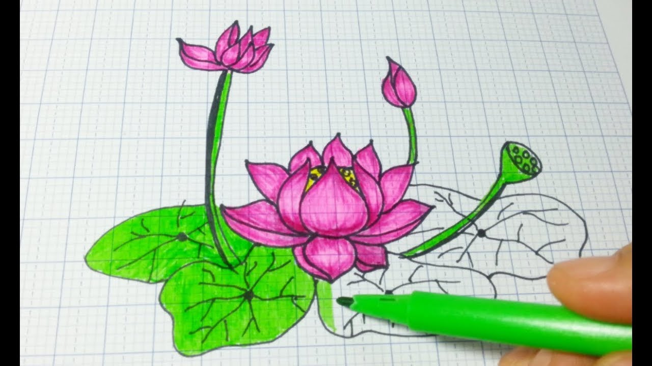 Hình vẽ cách vẽ hoa Sen đơn giản đẹp bằng bút chì màu