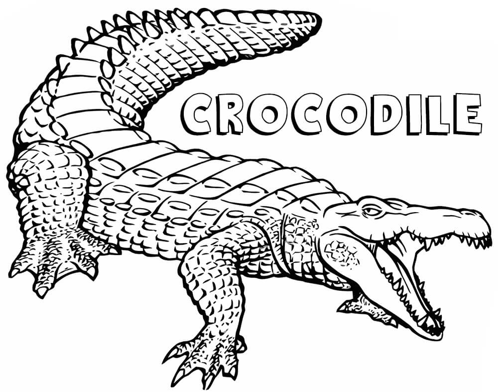 Cách vẽ cá sấu đơn giản chỉ với 10 phút