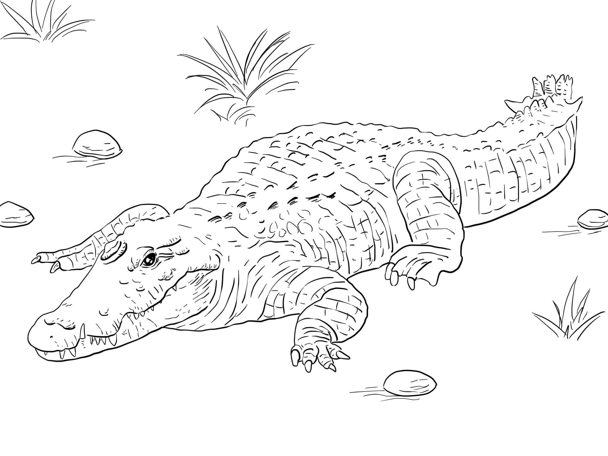 How to draw cute Crocodile easy step by step Hướng dẫn vẽ CÁ SẤU cute đơn  giản  drawingsforkidsnet