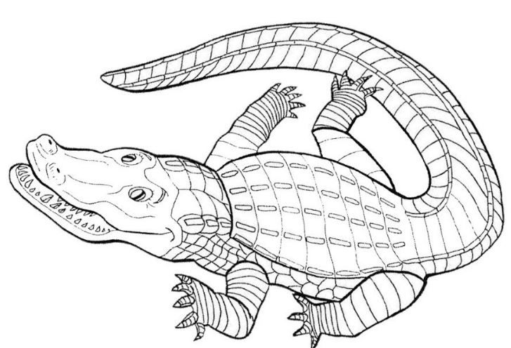 Tuyển tập 20 mẫu tranh tô màu con cá sấu đơn giản cho bé