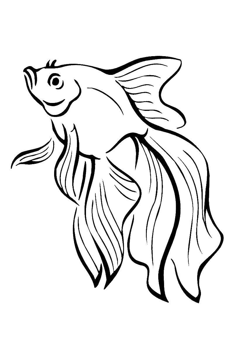 Cách vẽ Cá Ba Đuôi đơn giản bằng bút chì How to draw Beautiful Fish with  pencil I KimChi ArtDraw  YouTube