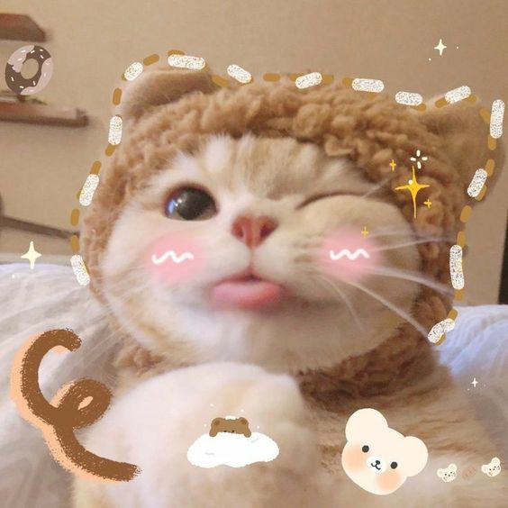 hình ảnh avatar mèo ff cute