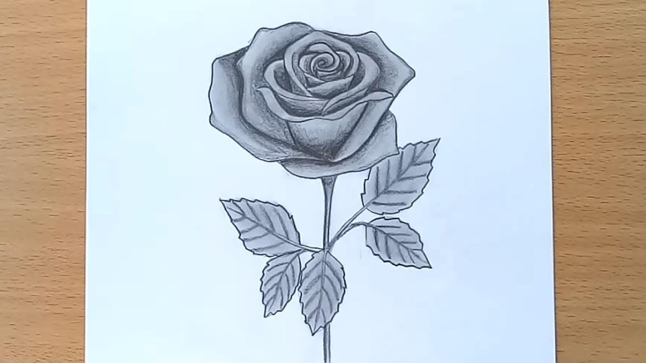 Các bước đơn giản để hướng dẫn vẽ hoa hồng đẹp như tranh vẽ chuyên nghiệp