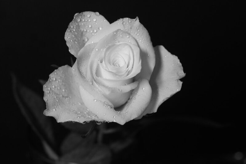Hình ảnh avatar tang lễ hoa hồng còn sương