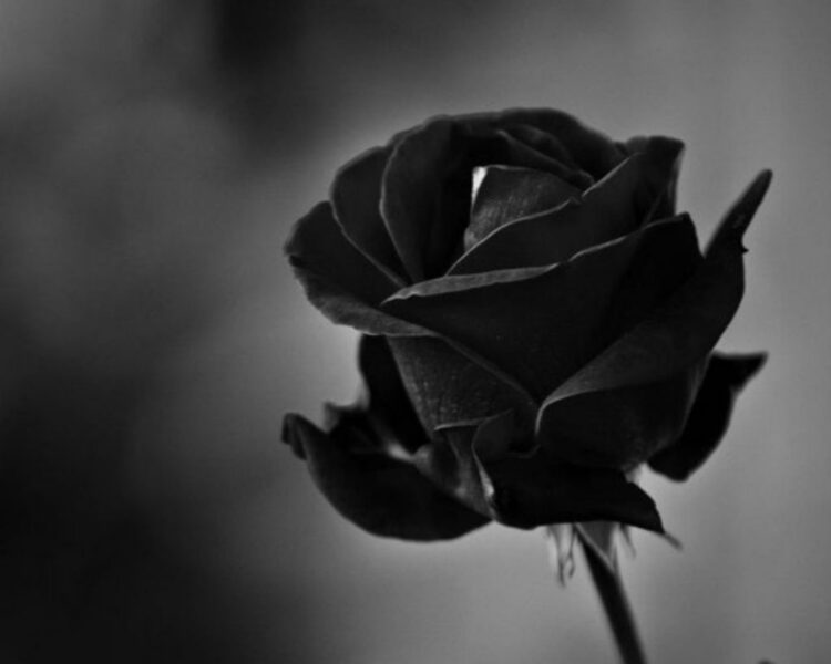 Hình ảnh avatar tang lễ hoa hồng đen