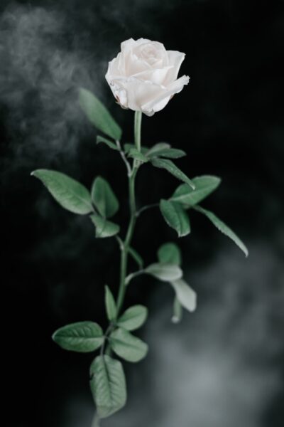 Hình ảnh avatar tang lễ hoa hồng trắng