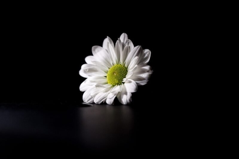 Hình ảnh buồn đám tang hoa cúc trắng