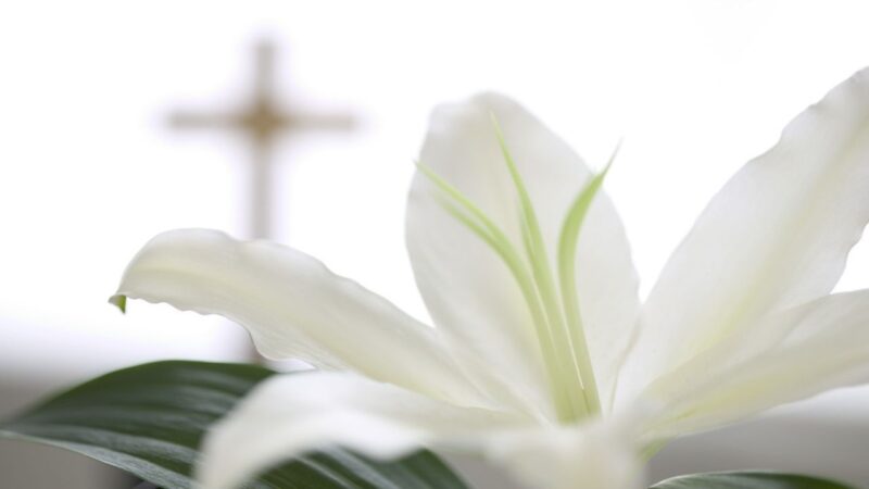 Hình avatar tang lễ hoa trắng