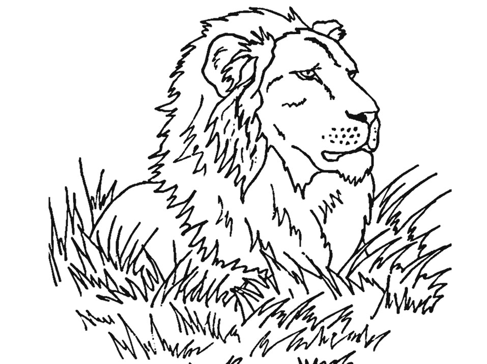 Xem hơn 48 ảnh về hình vẽ con sư tử  NEC
