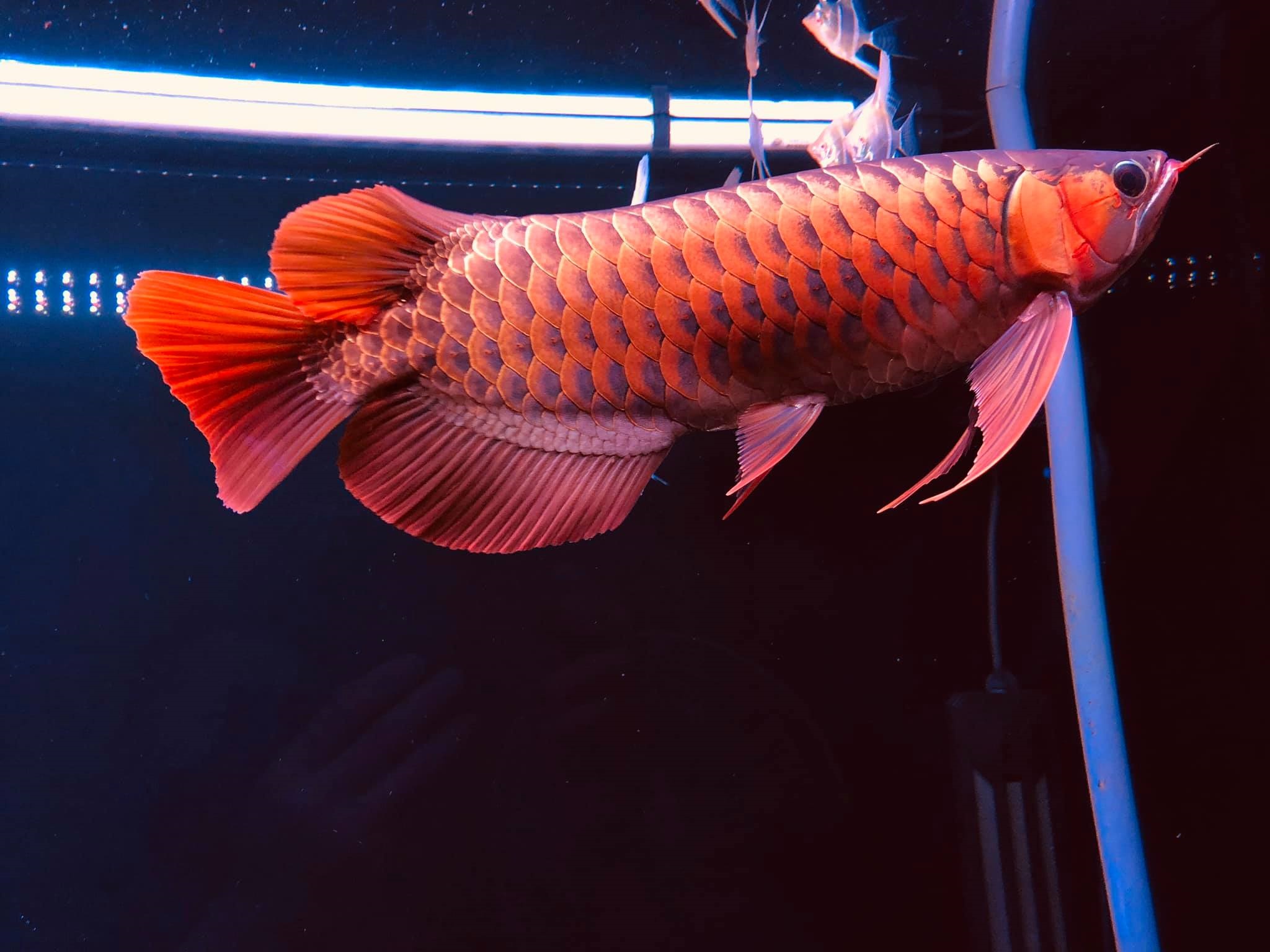 4 cách lên màu cá rồng hiệu quả của Mạnh Tuấn Aquarium