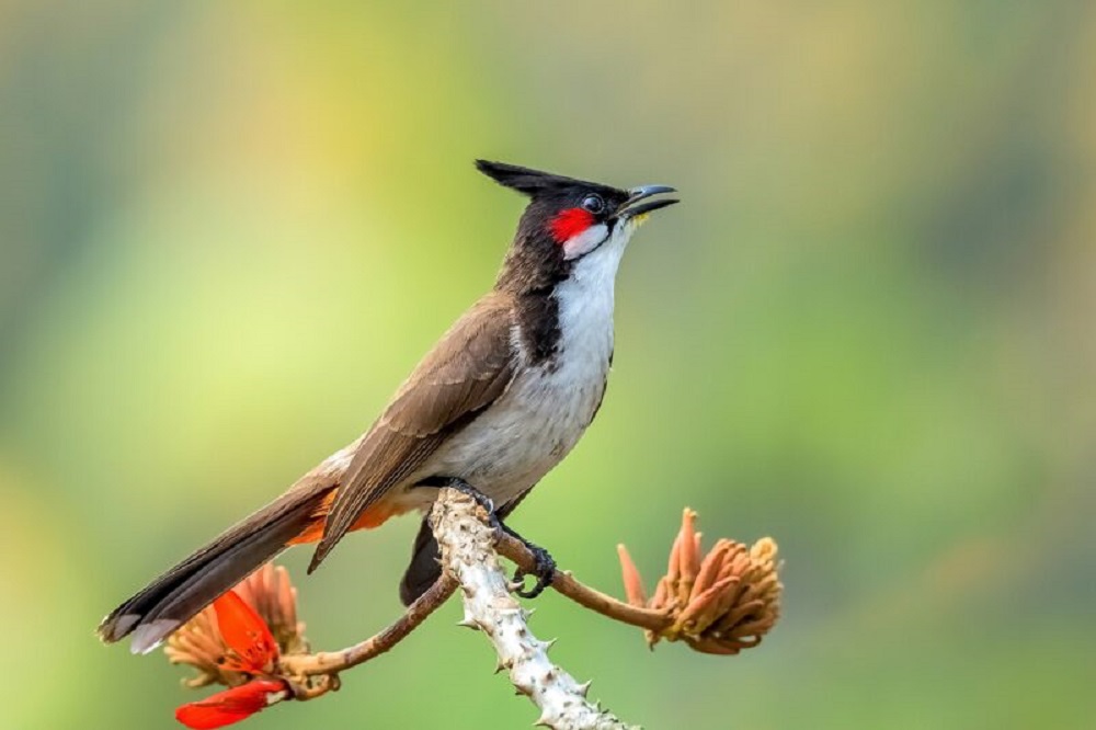 Chi tiết nhiều hơn 101 hình nền chim chào mào đẹp hay nhất  Tin học Đông  Hòa