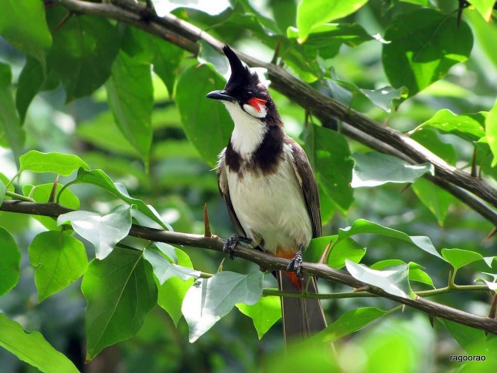 Mách bạn 94+ hình chim chào mào đẹp mới nhất - thtantai2.edu.vn
