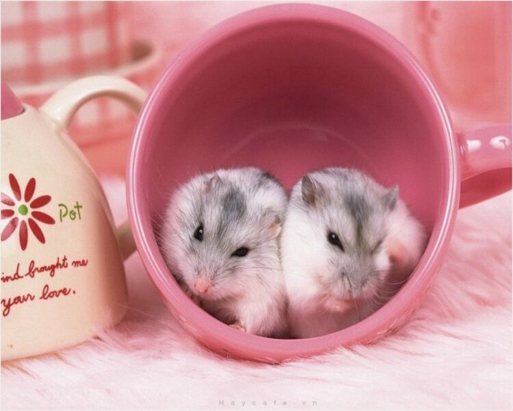 Hình Ảnh Chuột Hamster Nhỏ Nhỏ Xinh Xinh Cute Hài Vô Đối