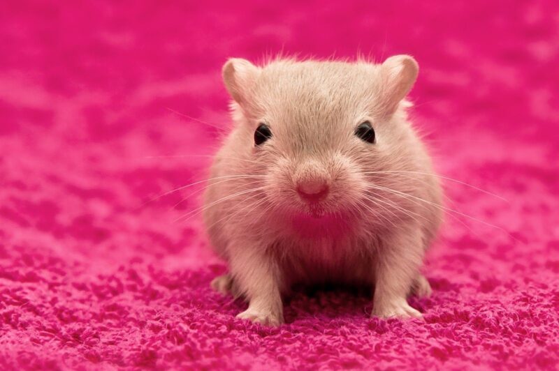 Hình ảnh chuột Hamster mũm mĩm, đáng yêu, dễ thương nhất