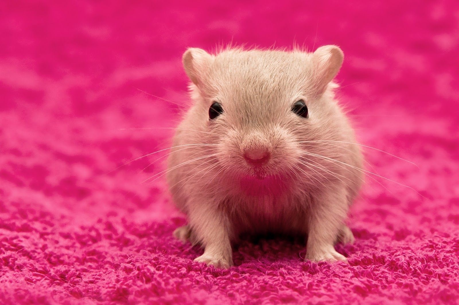 Những hình ảnh hài hước của chú Hamster đáng yêu Hamster Huấn Luyện Chuột Hamster Kiến Thức Chuột Hamster