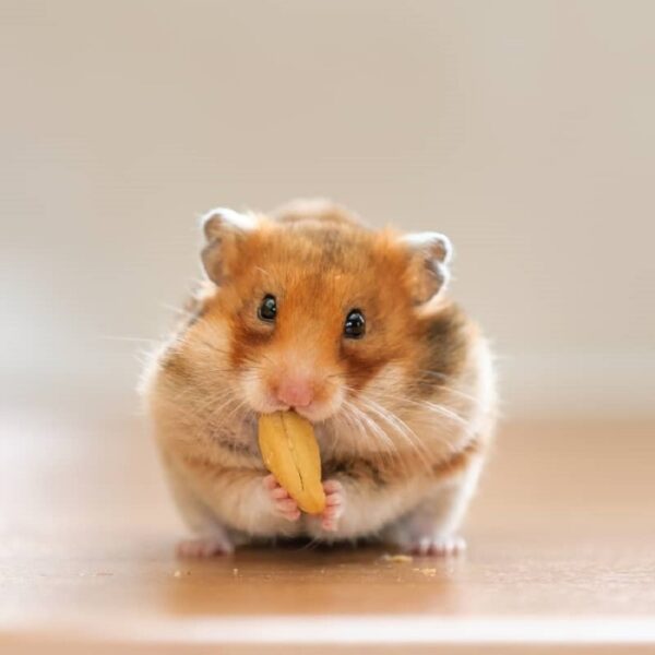 Chuột hamster được cho là loài vật đáng yêu nhất hành tinh, và bức ảnh này sẽ khiến bạn hiểu rõ hơn về điều này. Khám phá ngay để được đắm chìm trong vẻ đáng yêu và tình cảm của những chú vật này.