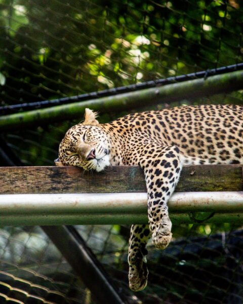 Ảnh động vật hoang dã xinh đẹp, báo ở ngủ