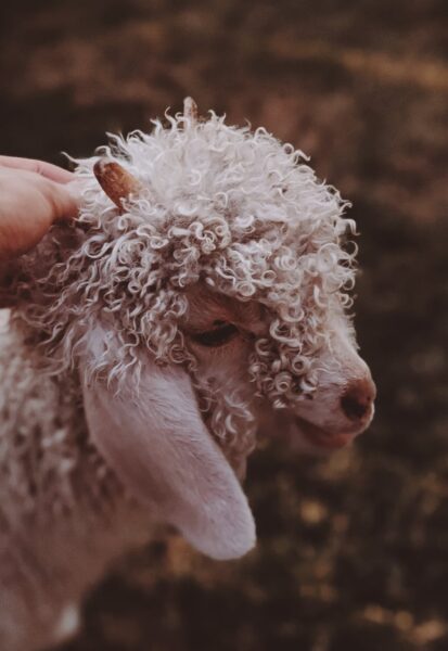 Ảnh động vật dễ thương, con cừu dễ thương